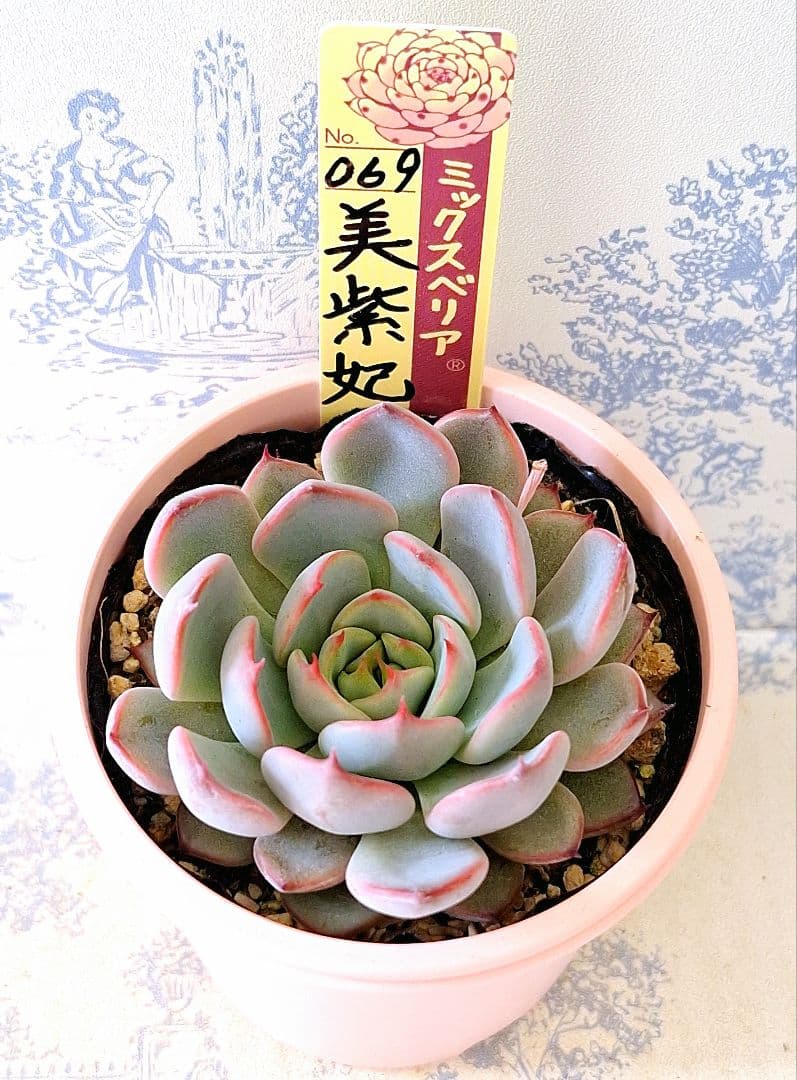 美紫妃 札付きポットごとメルカリ便おらいさん苗ミックスベリア - メルカリ