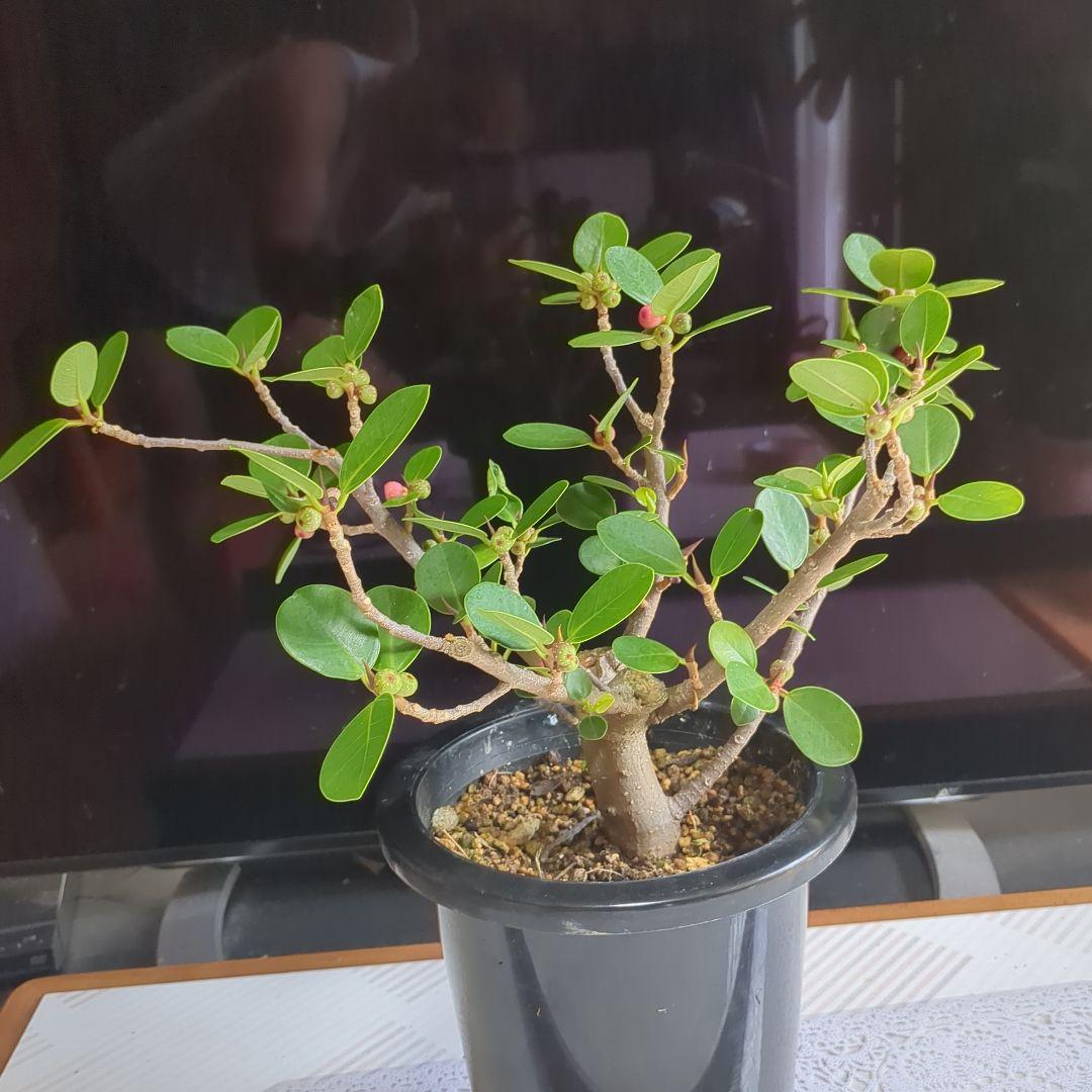 ガジュマル、パンダガジュマル。盆栽。観葉植物。鉢ごと発送致します