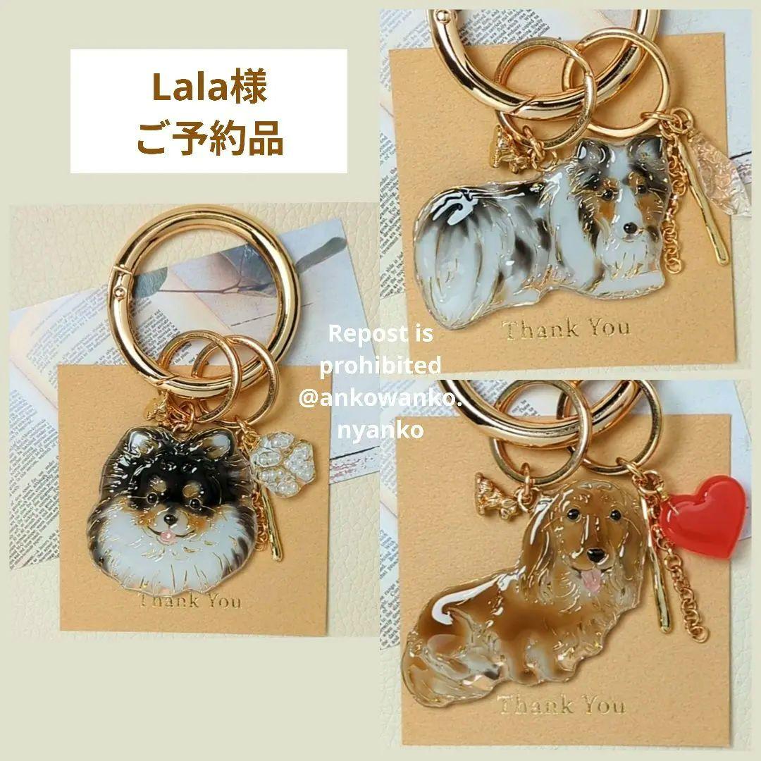 愛犬 ankoわんこシリーズ　ポメラニアン　シェルティ　ダックス　犬　dog 2犬種同時開催！ダックス&ポメラニアンのための撮影会で、プロ