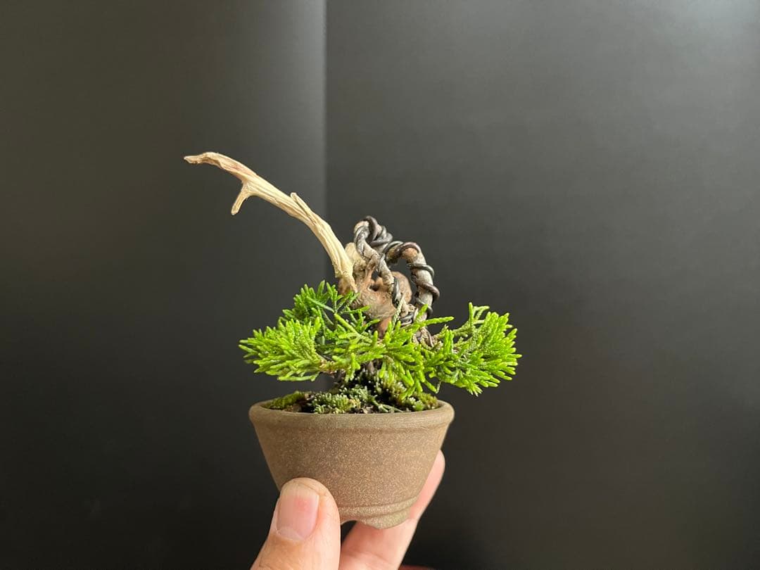 真柏盆栽 糸魚川真柏 ミニ盆栽 捻転幹 樹高天ジン含まず6.5cm ミニミニ