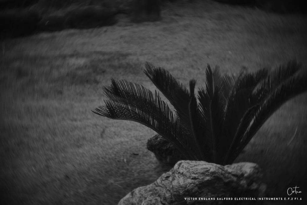 M42マウント VICTOR ENGLAND E.F.2 F1.6 ぐるぐるボケ