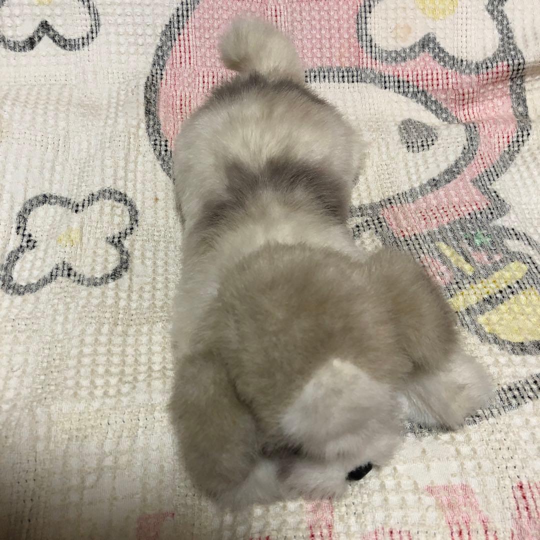 四季オリジナル ぬいぐるみ シーズー 犬 中古品 寝そべりポーズ - メルカリ