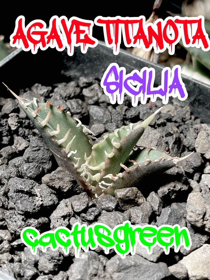 特価【CG産】アガベ チタノタ シチリア スパチタ カクタスグリーン