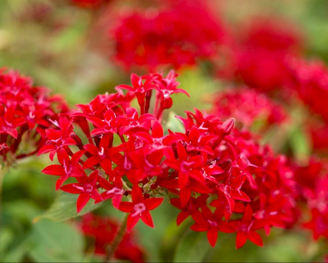 希少品❗️作例付き❗️Zunowの中判レンズ　zuminor 7.5cm f3.5