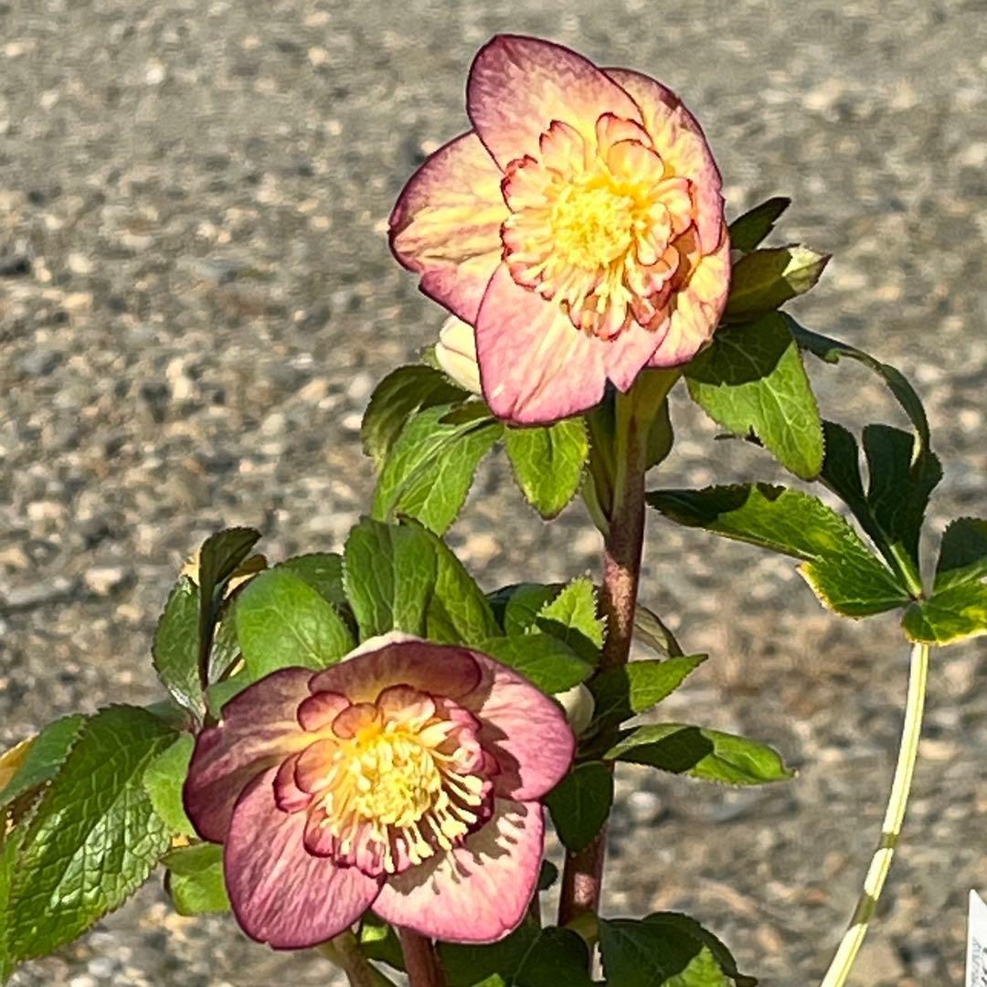 ぽ*の様 ☘️超レア☘️❤️根充実❤️⭐️超⭐️沢山新芽元気株❤️3272⭐️超