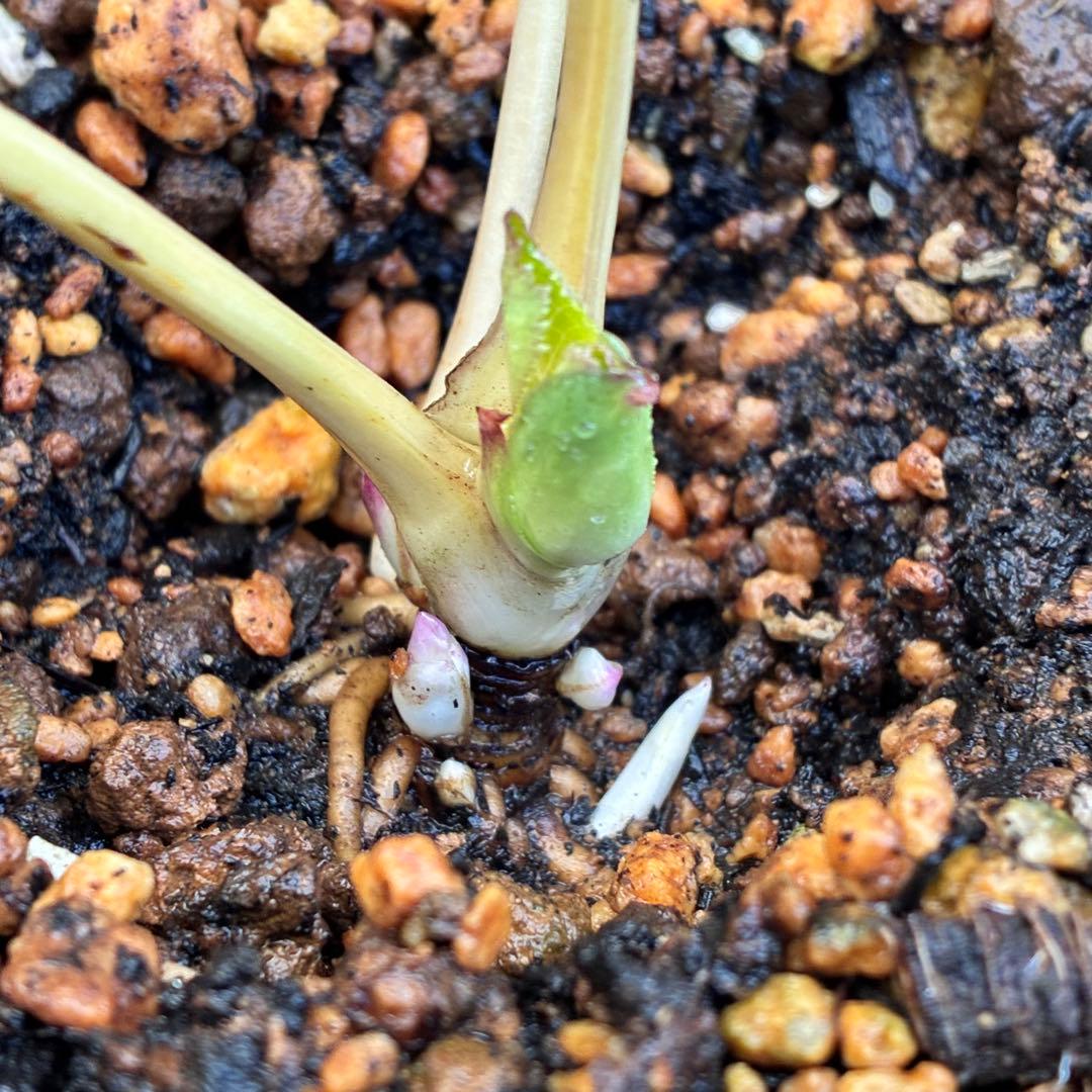 ぽ*の様 ☘️超レア☘️❤️根充実❤️⭐️超⭐️沢山新芽元気株❤️3272⭐️超