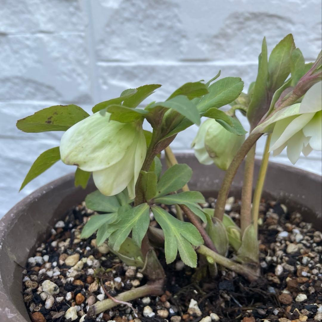 花 苗 クリスマスローズ 白 ダブル咲 株分け苗 - メルカリ