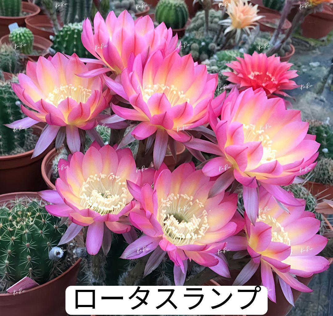 45-ロータスランプ 花サボテン ロビビア属 群開 カキコ - メルカリ