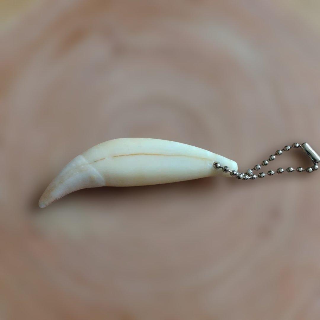 熊牙キーホルダー約7cm ヒグマの牙 ヒグマ 羆 魔除け 災難除け - メルカリ