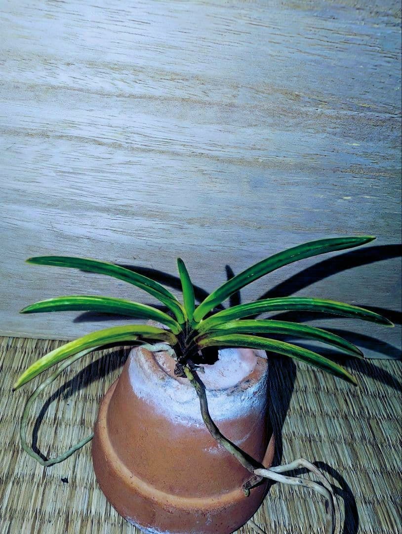 富貴蘭 カラス黒牡丹縞（櫛目柄） - メルカリ