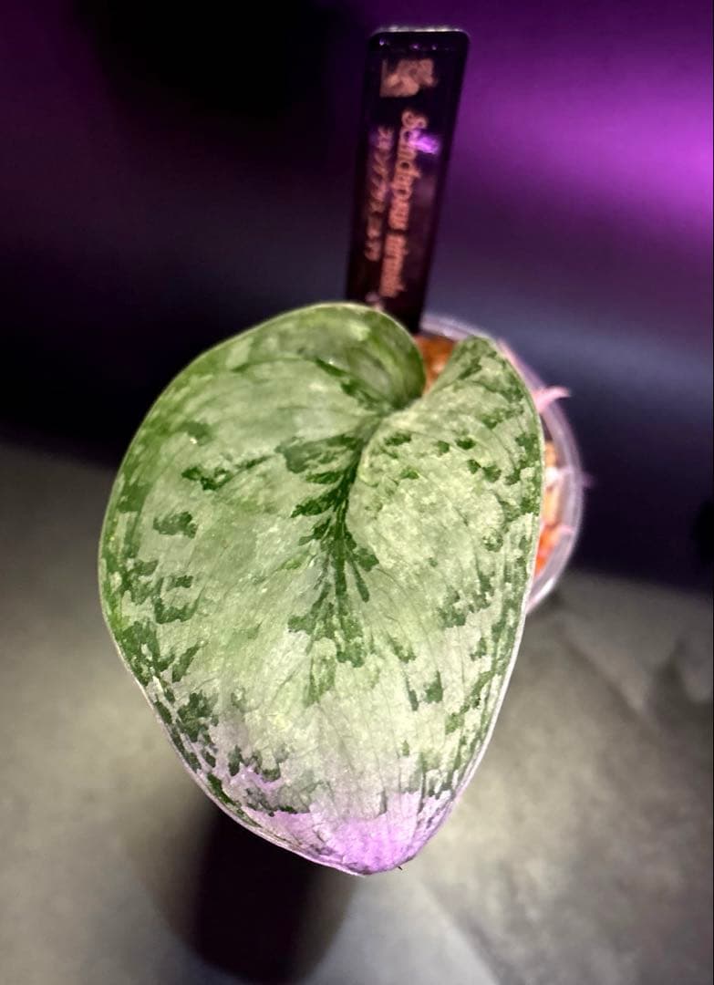 スキンダプサス レア セット H2