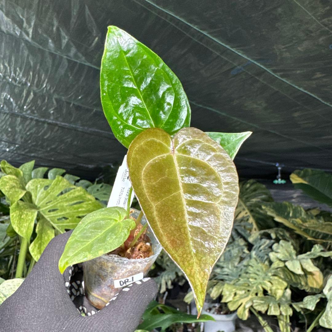 DR1アンスリウム ベッセアエ × デビリス×ドリームウィーバー