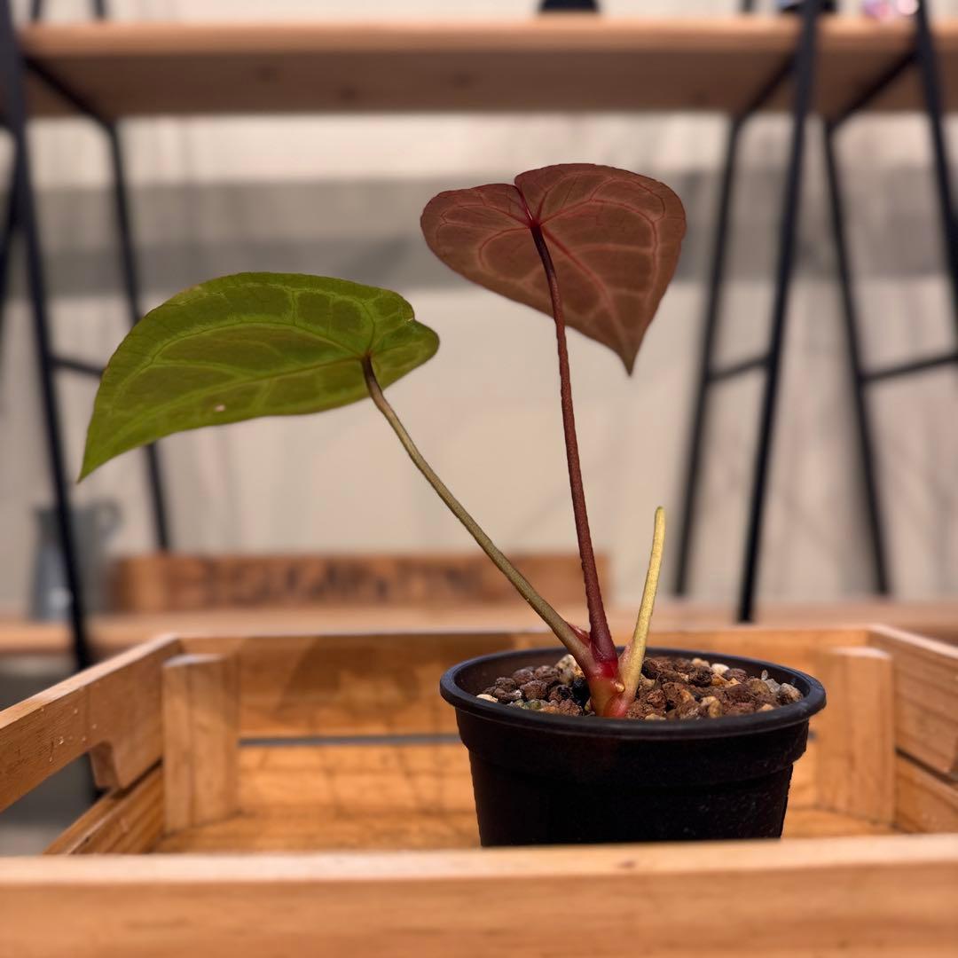 49 アンスリウム レッドクリスタリナム ハイブリッド 色濃いめ - メルカリ