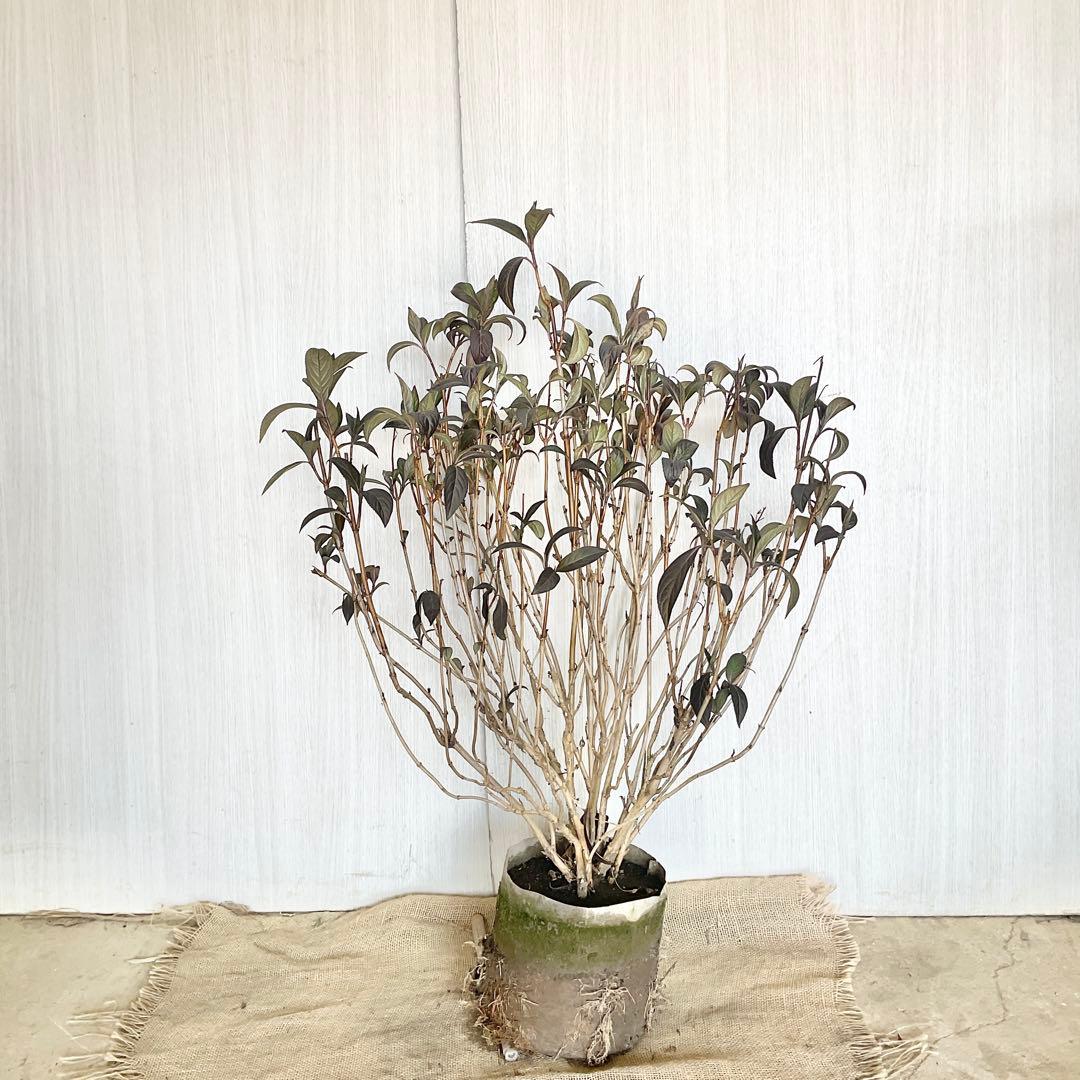 Hanakoさん専用　常緑紫陽花　碧の瞳　/ 76 2本同時購入価格