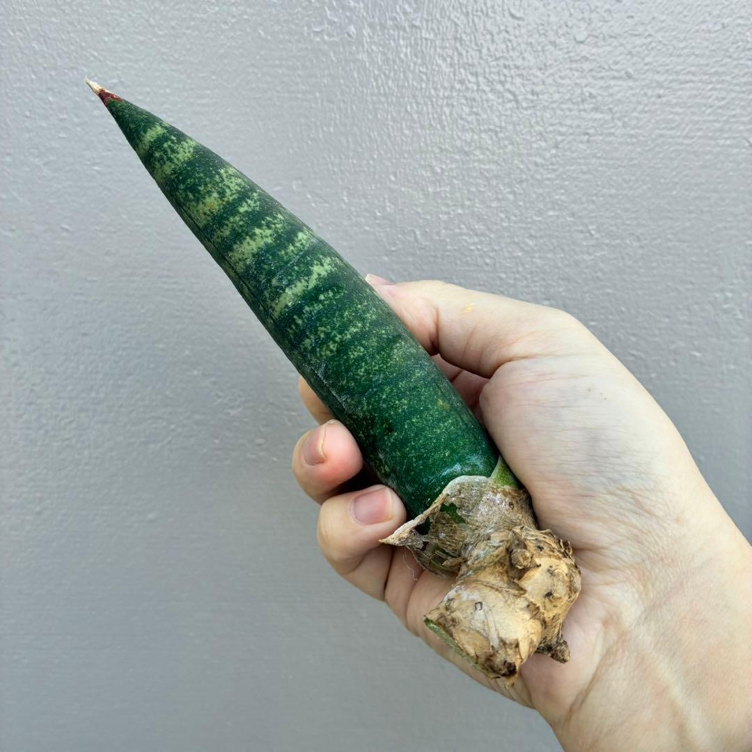 超希少】サンセベリア タンザニア アルシャ - メルカリ