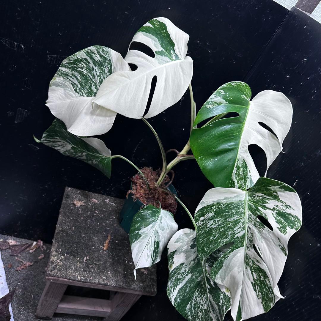 ば*ん様 斑入りモンステラ ホワイトタイガー極美大株51cm白斑多 - メルカリ