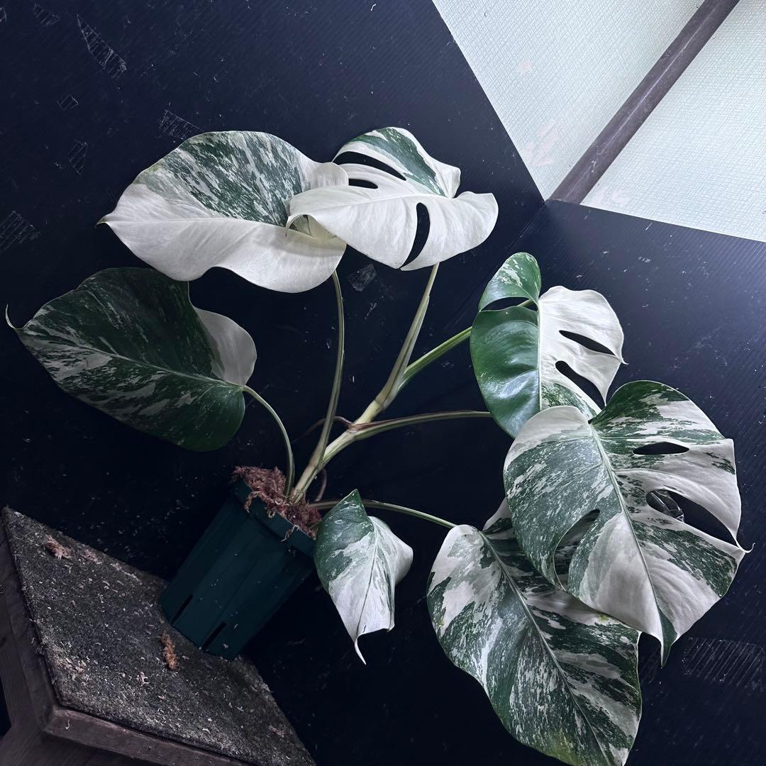 ば*ん様 斑入りモンステラ ホワイトタイガー極美大株51cm白斑多 - メルカリ