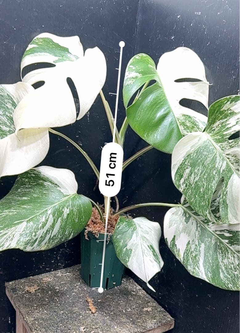 ば*ん様 斑入りモンステラ ホワイトタイガー極美大株51cm白斑多 - メルカリ