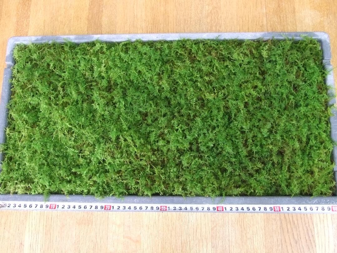 teru3様専用 コケ各種8パレットとカサゴケ15本入1パック - メルカリ