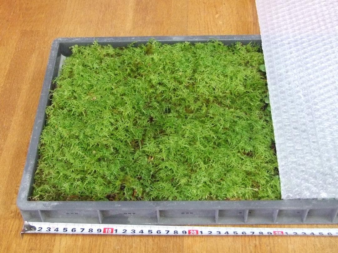 teru3様専用 コケ各種8パレットとカサゴケ15本入1パック - メルカリ