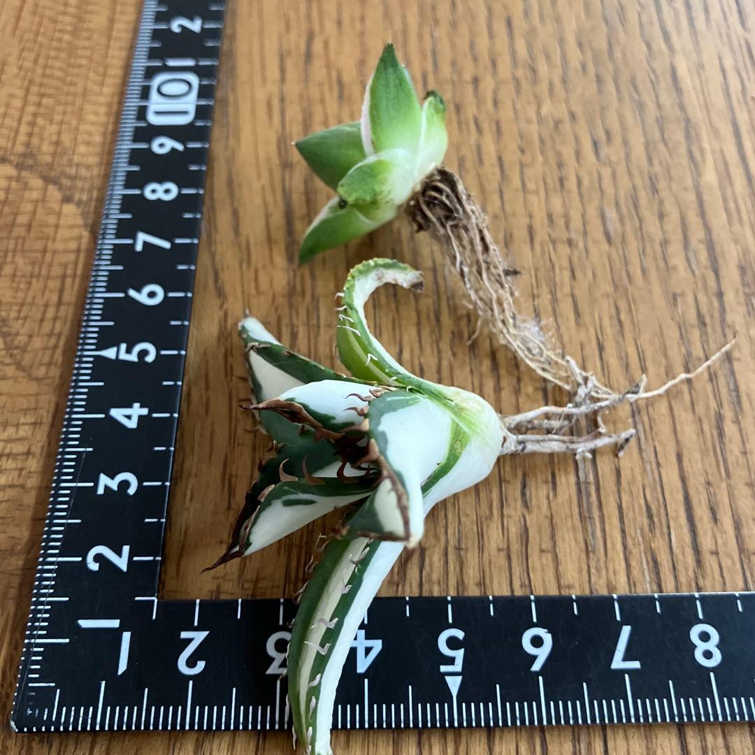 初売りセット③】87 アガベ 太陽神錦 ピンキー TC2株 匿名配送