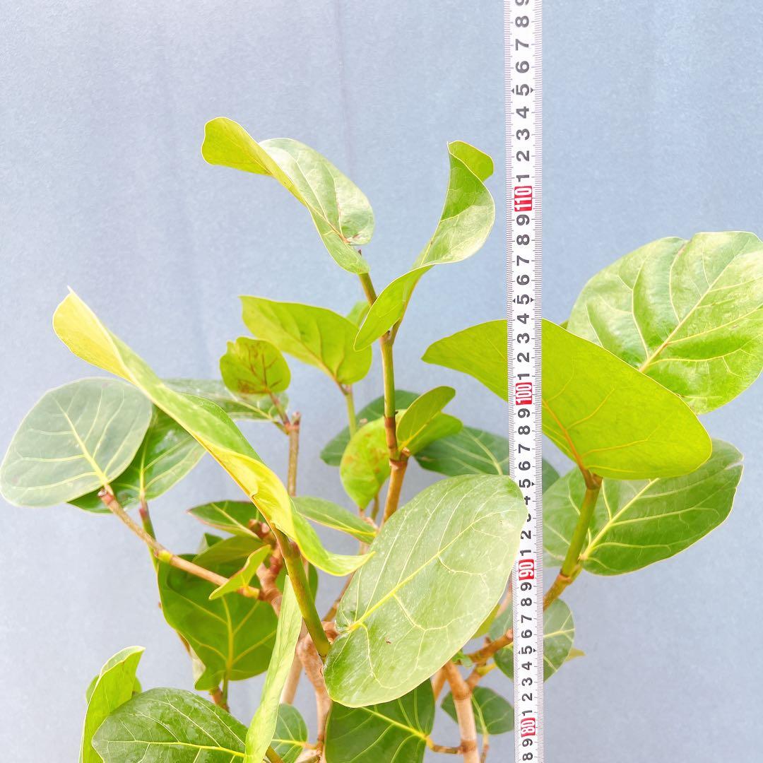 現品 海葡萄 シーグレープ 曲がり 1番 観葉植物 希少 インテリア