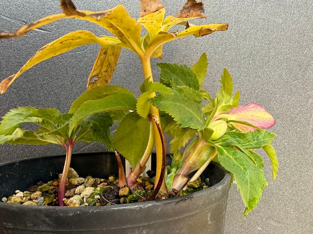 クリスマスローズ 開花株ddムルチオーレア 充実株 大木ナーセリー