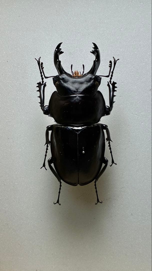 昆虫標本 大型ヤエヤママルバネクワガタ62.7mm 飼育品 昆虫標本 大型ヤエヤママルバネクワガタ62.7mm 飼育品