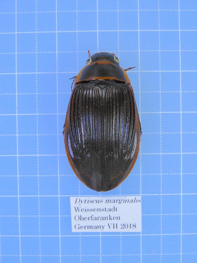 ドイツ産　ゲンゴロウモドキ　33mm ドイツではプロテクトかかってます ドイツ産 ゲンゴロウモドキ 33mm ドイツではプロテクトかかってます