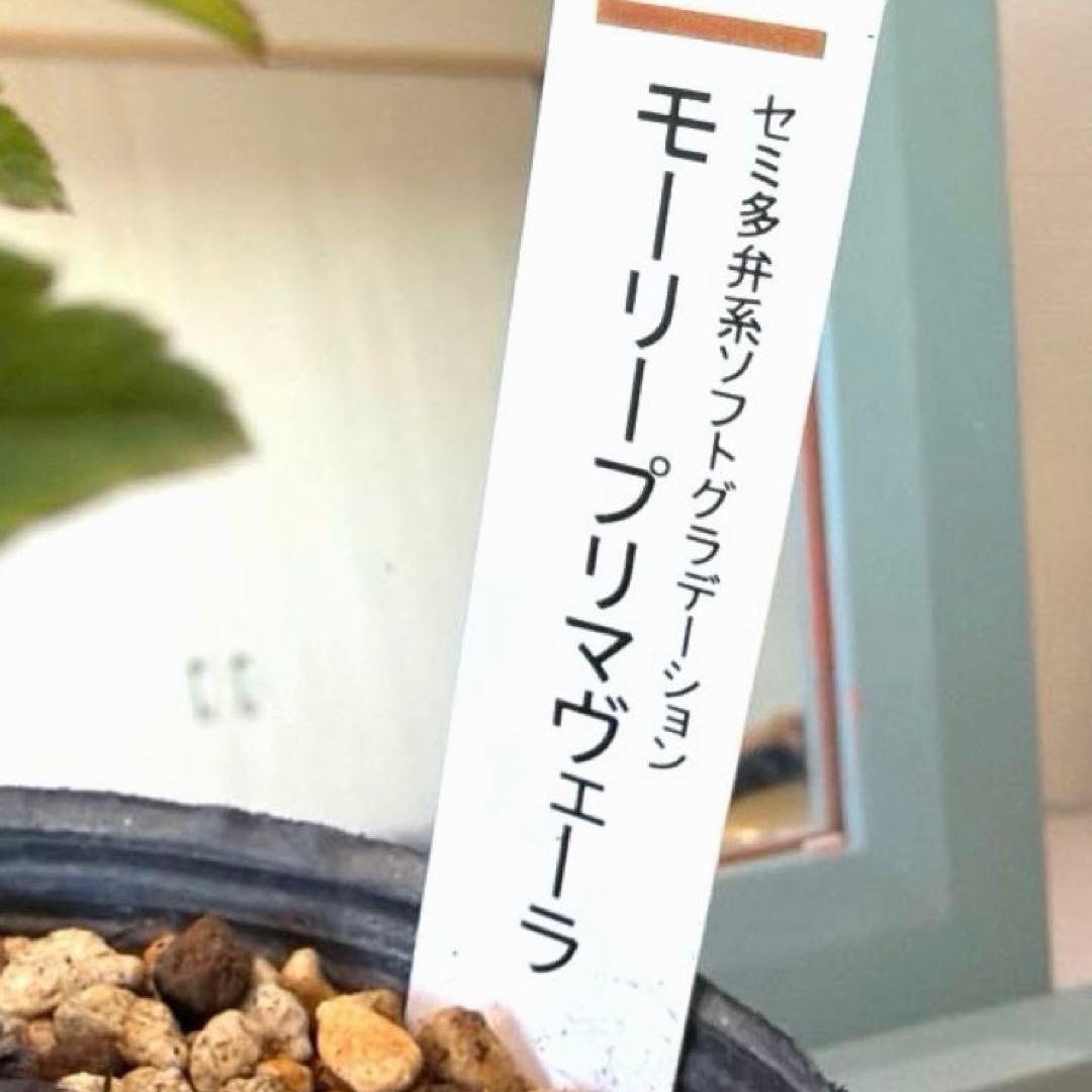 【加藤農園】クリスマスローズ　認定モーリープリマヴェーラ《1/19》