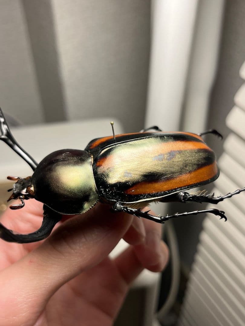 【手長黄金最高峰】セスジドウナガテナガコガネ 特大標本 プラチナコガネ