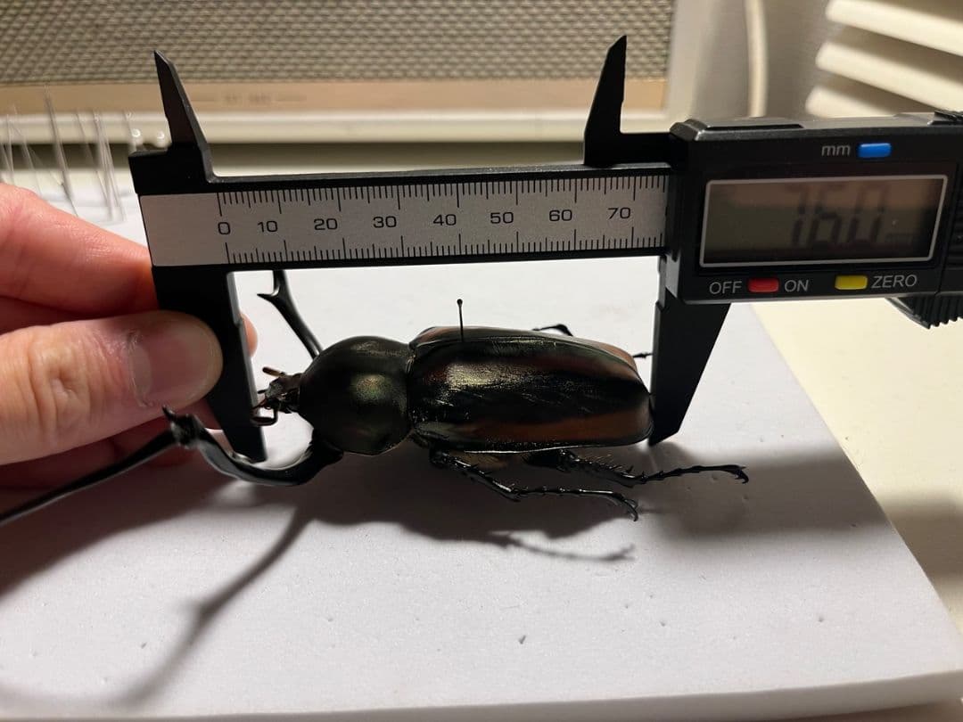 【手長黄金最高峰】セスジドウナガテナガコガネ 特大標本 プラチナコガネ