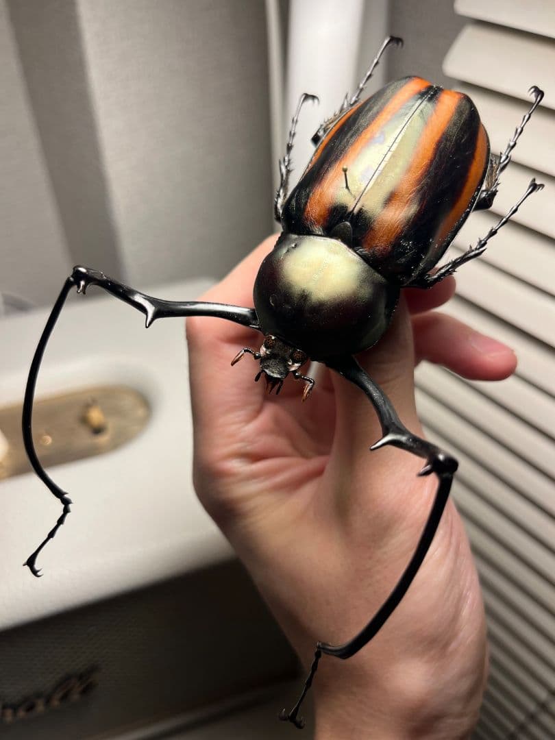 【手長黄金最高峰】セスジドウナガテナガコガネ 特大標本 プラチナコガネ