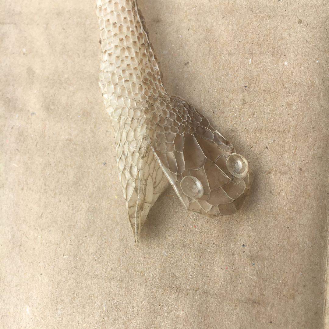 蛇抜け殻 千切れ抜け殻 縁起物 招福 金運アップ シマヘビ