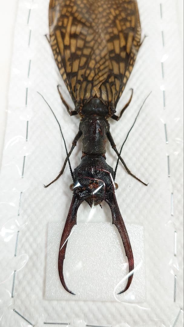 巨大！ヘビトンボ標本 15cm級 - 標本人気 商品 通販