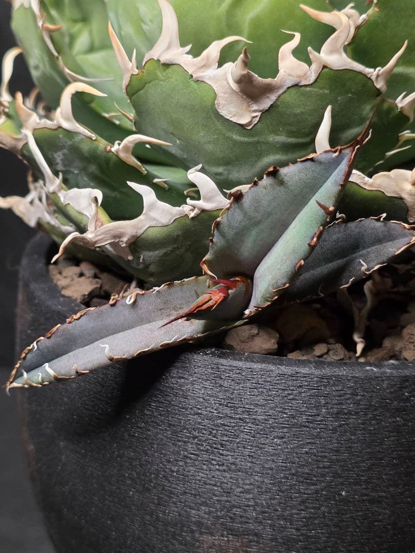 アガベ チタノタ 白鯨 陽炎タイプ 選抜株 親株 子株4つ付き