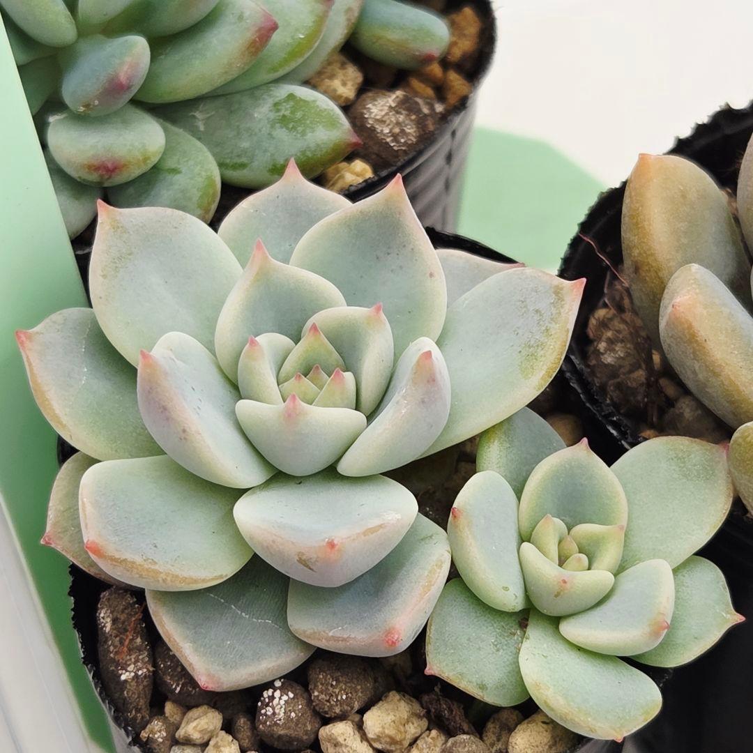 ㉖あんず❣️花小町❣️誾千代❣️発根済!つぶつぶ屋さん ネコポス送料