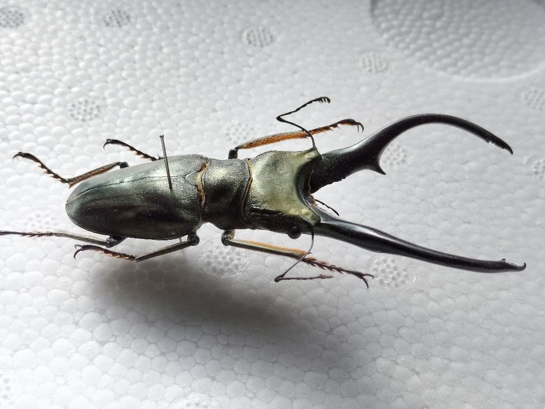 特大モンギローニホソアカクワガタ標本（超貴重） - メルカリ