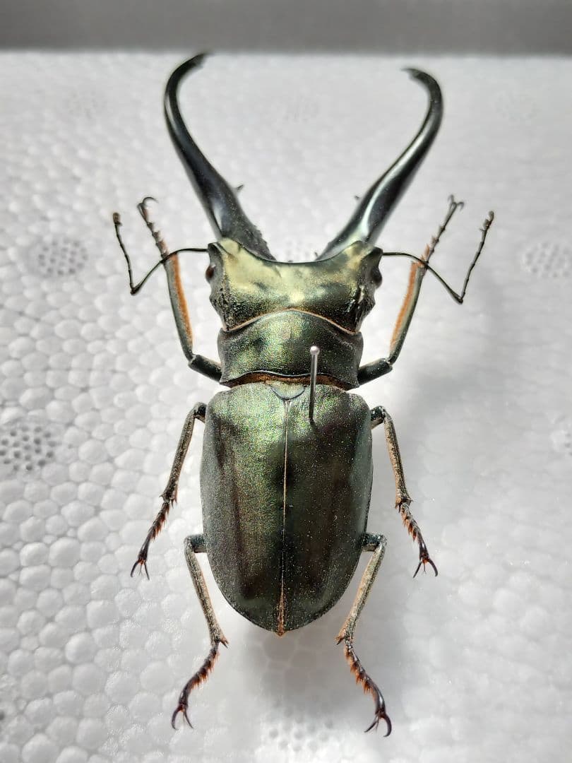 特大モンギローニホソアカクワガタ標本（超貴重） - メルカリ