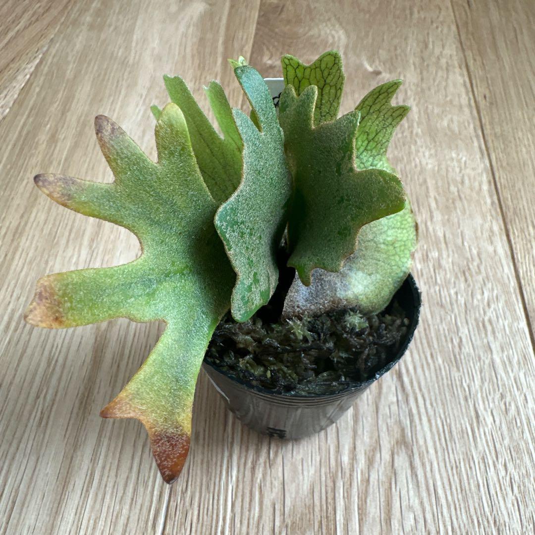 ビカクシダ P.willinckii nano spore スポア 胞子培養 - メルカリ