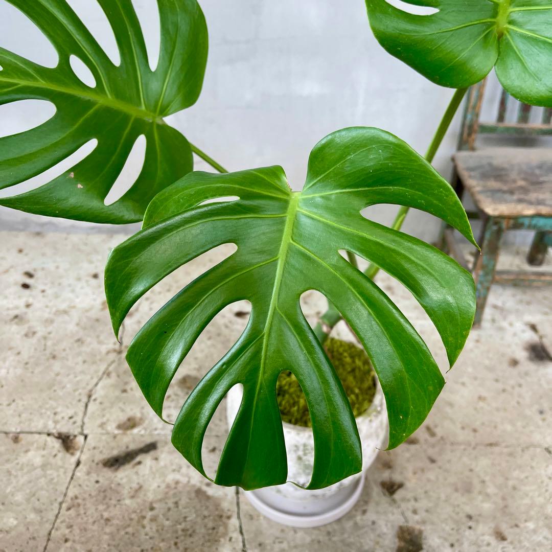根上がり モンステラ 天然苔盆栽仕立て 陶器鉢 植え込み発送 - メルカリ