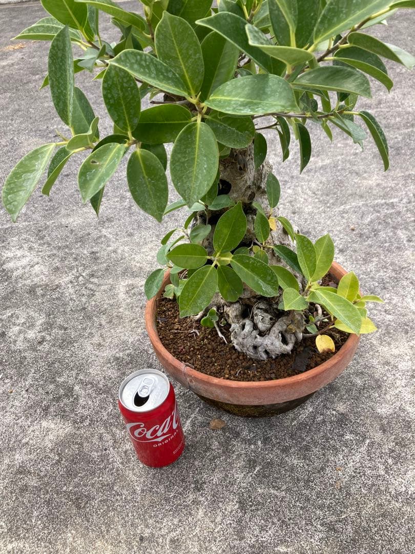 イボガジュマル イボ肌 希少 - 盆栽ブランド