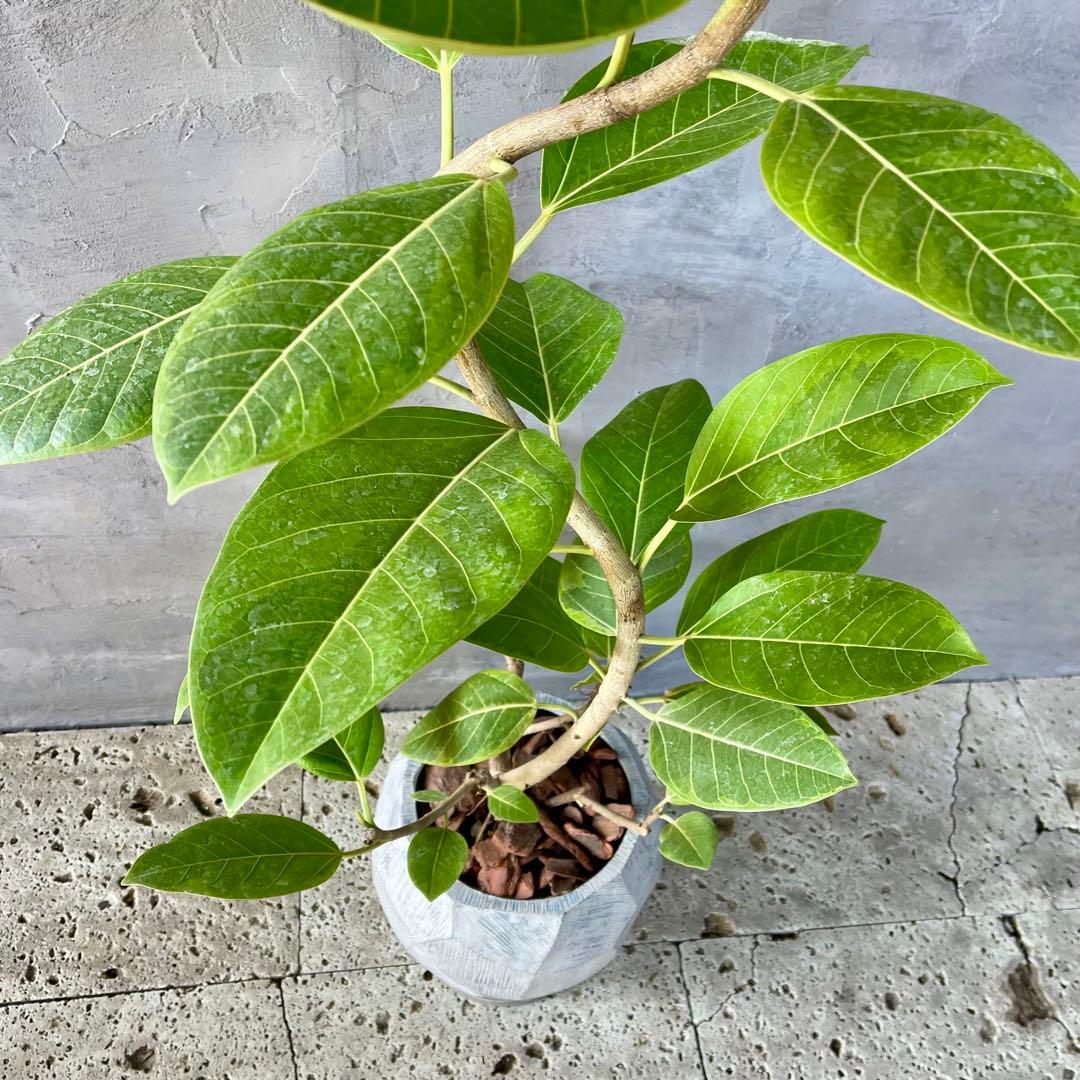 特大 フィカス アルテシマ 曲がり仕立て 9号 陶器鉢 植え込み発送