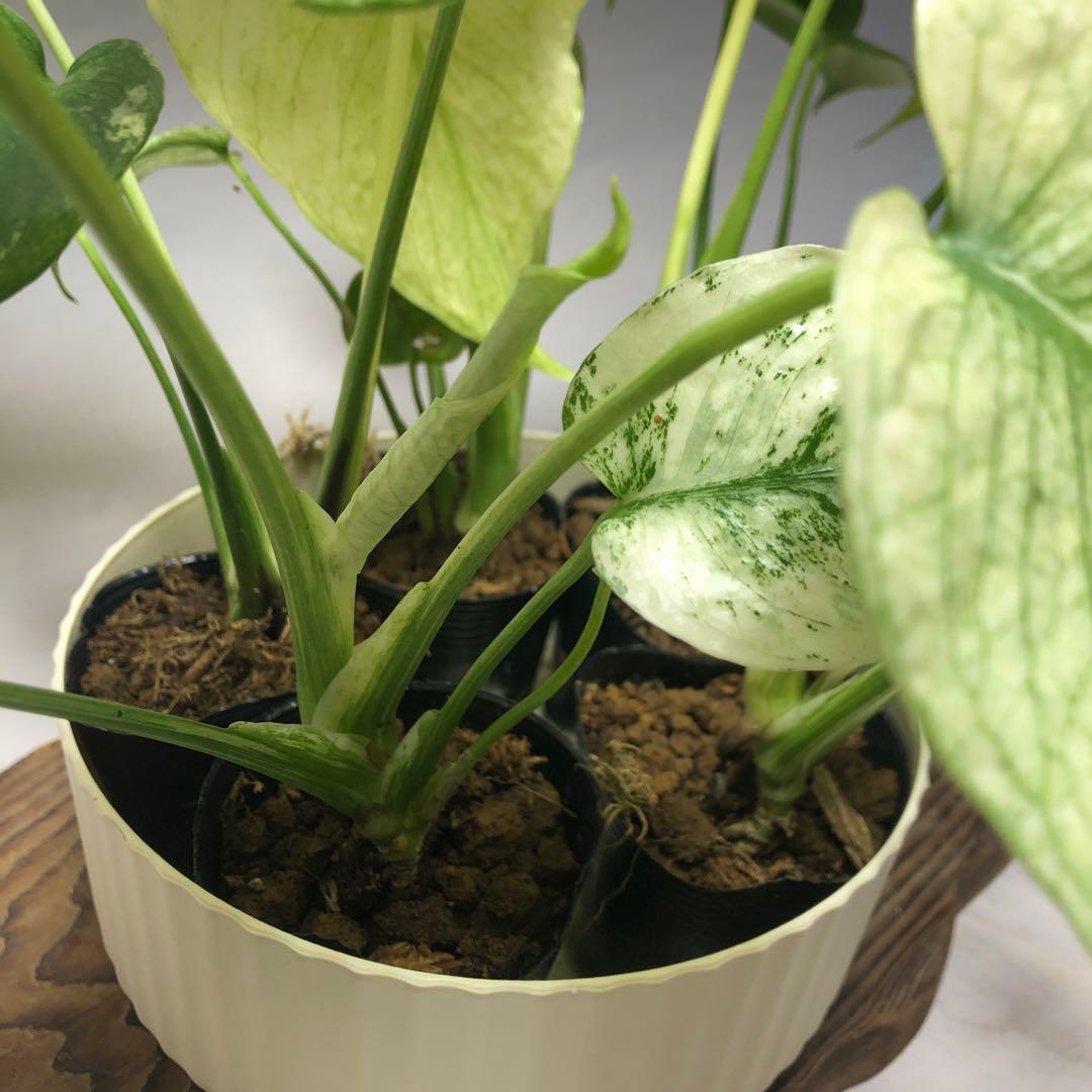 MS62 5株セット【特別選抜】ホワイトモンスター／天津蘭 モンステラ