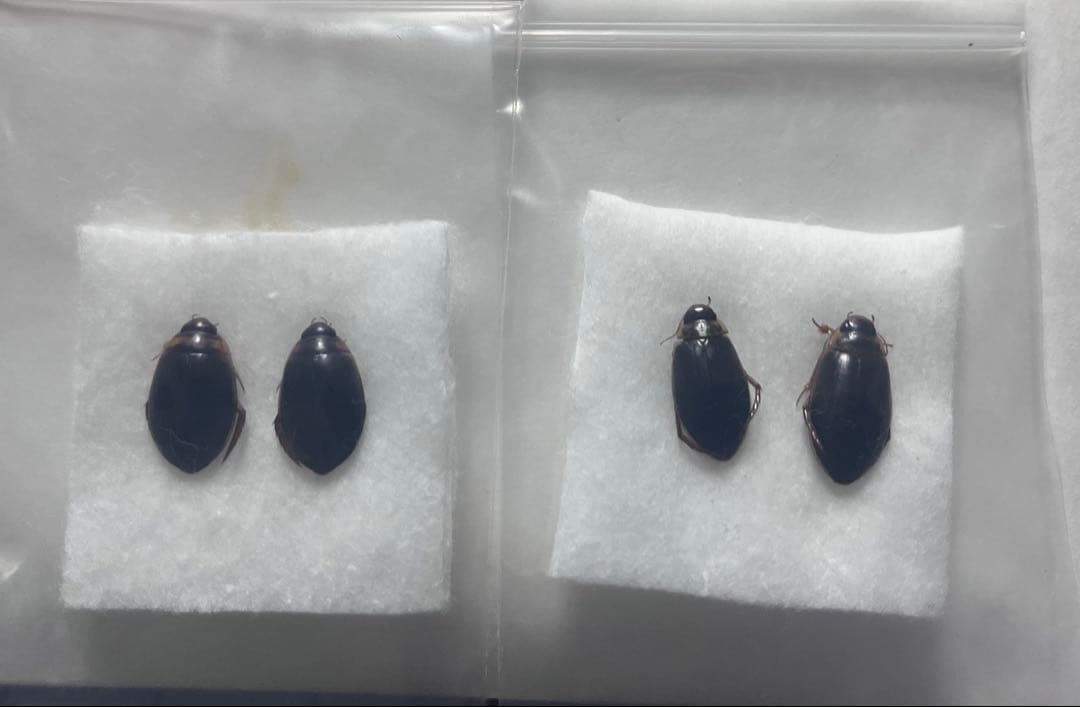 エゾヒラタヒメゲンゴロウ　カラフトマルガタゲンゴロウ エゾヒラタヒメゲンゴロウ