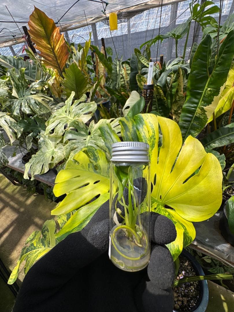 31 モンステラデリシオーサ イエローマリリン 黄斑入り 組織培養苗順化前