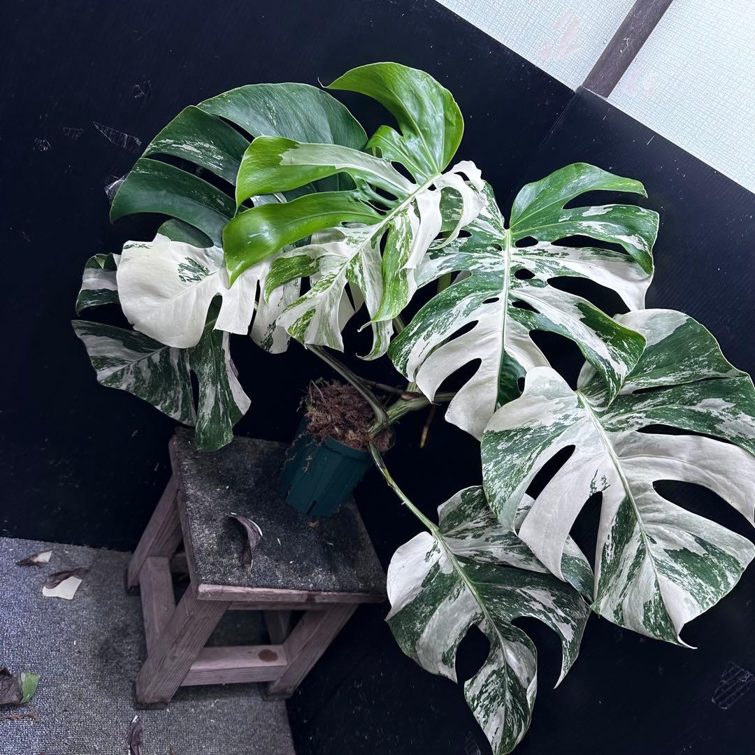 斑入りモンステラ ホワイトタイガー極美大株56cm白斑多 - メルカリ