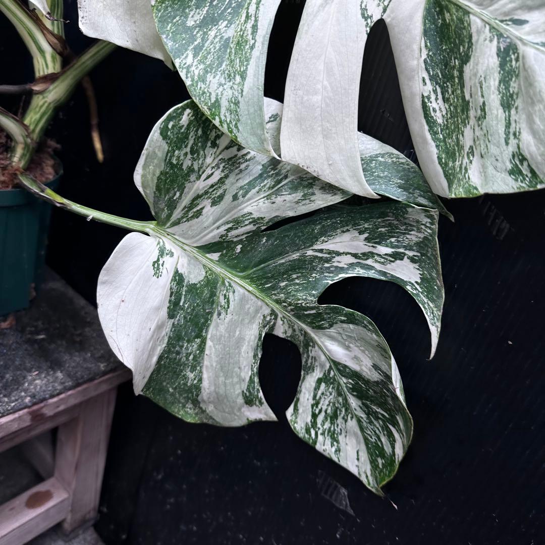 斑入りモンステラ ホワイトタイガー極美大株56cm白斑多 - メルカリ