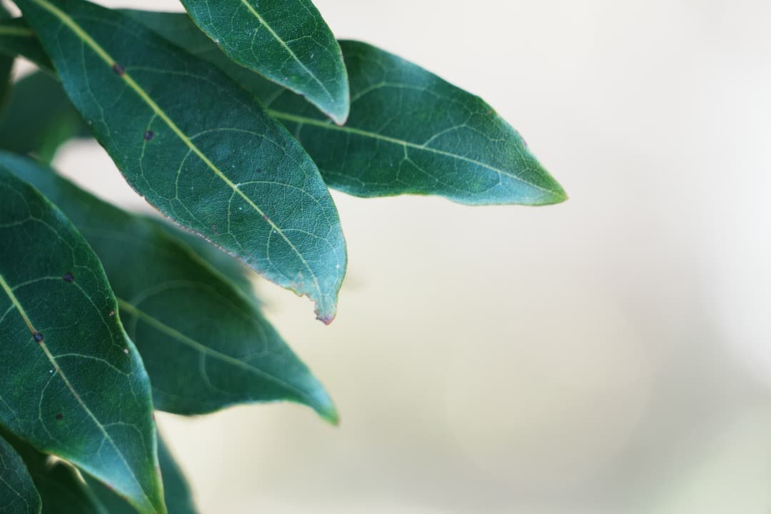 【運動会も旅行も】SEL24240 美品 箱付 10倍ズーム これ1本で完結