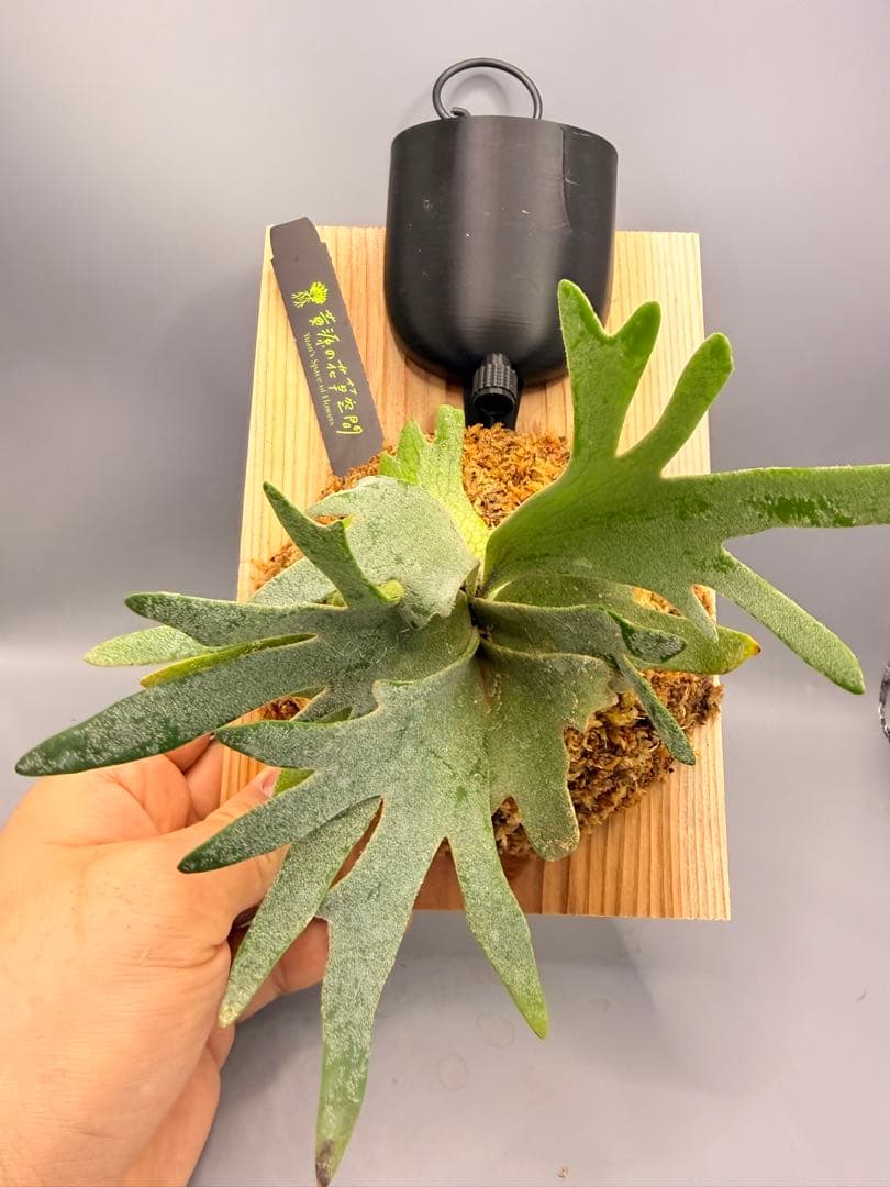 ビカクシダ willinckii Golden Boy sporeling 金童 - メルカリ